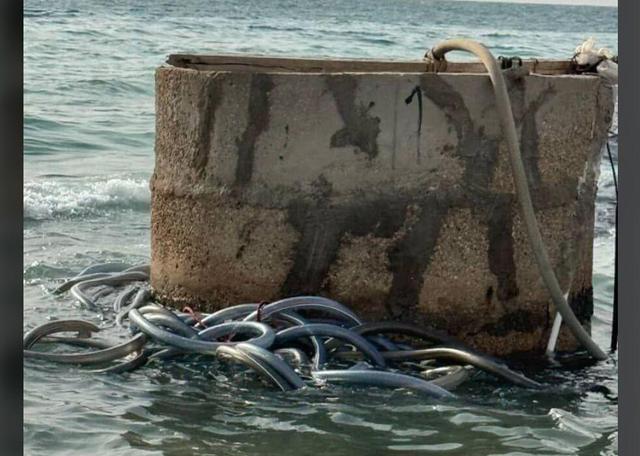 توقیف ۱۰۰ هزار لیتر سوخت قاچاق و ۱۶ دستگاه کامیون متعلق به قاچاقچیان در جزیره قشم