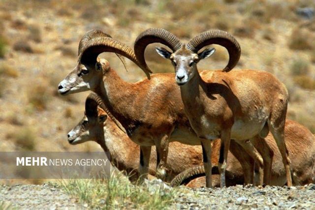 سرشماری پاییزه حیات‌وحش اصفهان آغاز شد