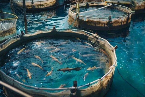 پرورش ماهی در قفس؛ موتور محرکه تازه اقتصاد ایلام