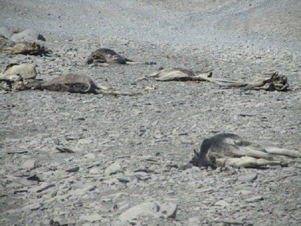 کشتار ۲۰ رأس الاغ وحشی در راونگ میناب