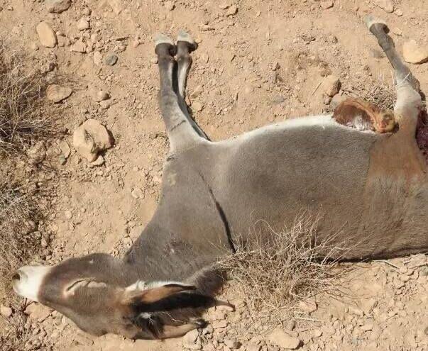 واکنش اداره کل حفاظت از محیط‌زیست هرمزگان به کشتار الاغ‌ها در میناب