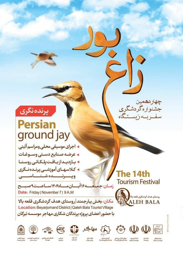چهاردهمین جشنواره گردشگری سفر به زیستگاه زاغ بور برگزار میشود