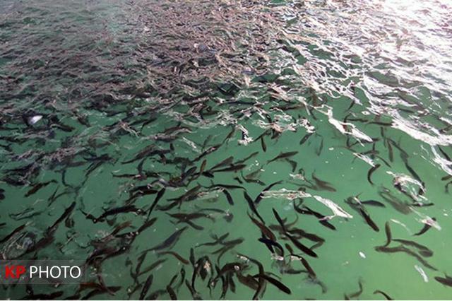 تولید ۱۰ هزار تن آبزی طی نیمه نخست سال در آذربایجان غربی