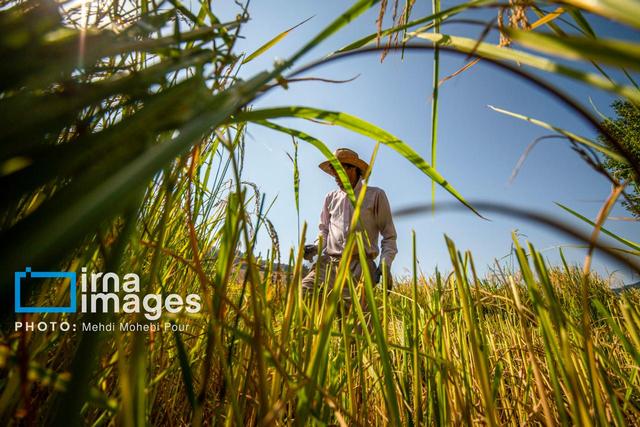 امید سبز در دل زمین‌های تشنه ایلام جوانه زد