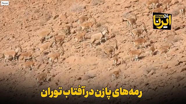 فیلم | رمه‌های پازن در آفتاب توران