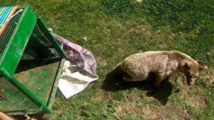 زنده گیری خرس مهاجم در بابل + فیلم