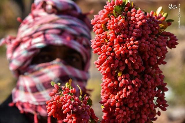 عکس/ خراسان جنوبی؛ پایتخت زرشک جهان