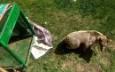 زنده گیری خرس مهاجم در ورزنه بابل