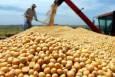 پیش بینی برداشت ۵۰۰ تن دانه روغنی سویا در دزفول