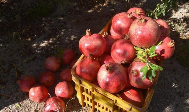 مصلحات انار چیست؟ بهترین مصلحات انار در طب سنتی