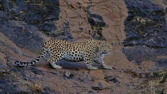 ثبت پلنگ ایرانی گواهی بر غنای زیستگاه منطقه حیات‌وحش کوهسرخ