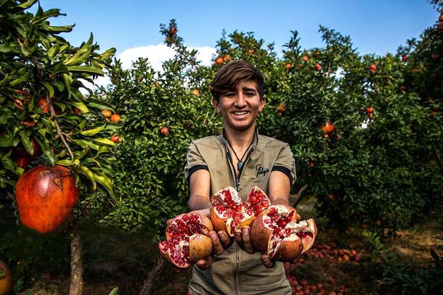 انار خوب چه خصوصیاتی دارد ؟ | نکات خرید و نگهداری انار؛ راهنمای انتخاب انار سالم و ماندگار