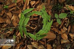 عکس | پاییز جنگل‌های هیرکانی