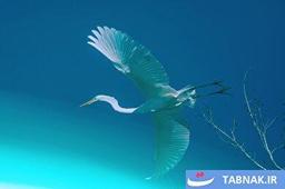 عکس: از سکوت تا شهود؛ ثبت لحظه‌های ماورایی در تالاب اوکیفنوکی