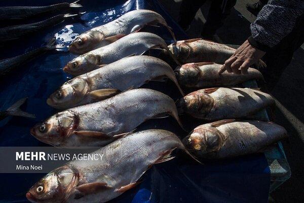 میان بندی: بیش از ۱۶۰ تن گوشت آبزیان در میان جلگه تولید می شود