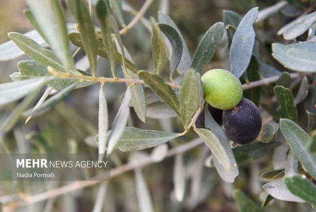 بهره‌گیری از آموزش‌های نوین باعث افزایش بهره‌وری در بخش کشاورزی می شود