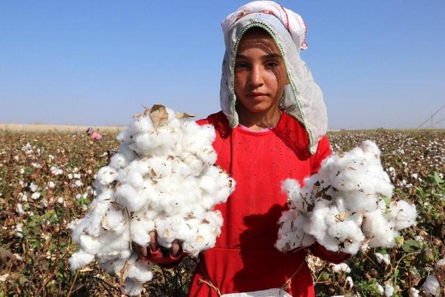 اینفوگرافیک؛ فارس نگین تولید پنبه در ایران