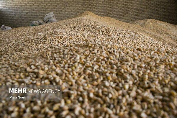 نیل‌فروش همدانی:کیفیت نهاده‌های دامی اصفهان به‌صورت مستمر کنترل می‌شود