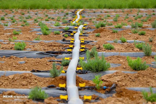 صادقی: گذار از کشاورزی سنتی به نوین اولویت توسعه زنجان است