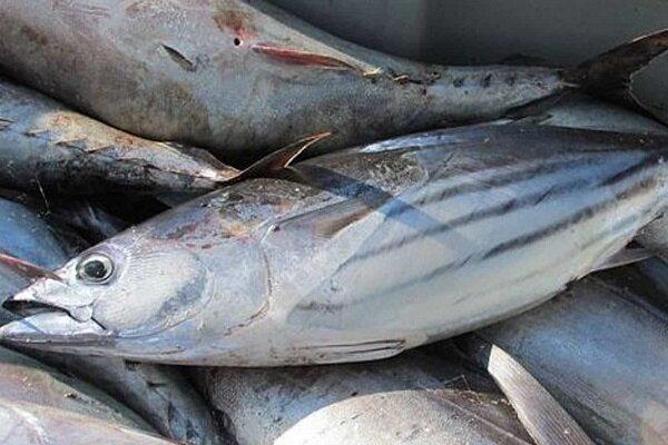 قربان پور: تولید بیش از ۱۵ تن گوشت ماهی در کاشمر پیش بینی می شود