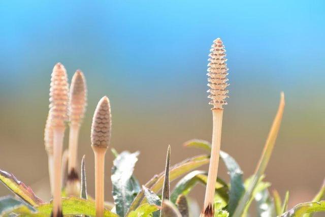 کشف راز اقلیم باستانی زمین با گیاهان ۴۰۰ میلیون‌ ساله