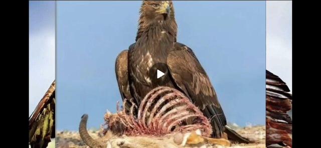 ضیافت عقاب بر سفره پلنگ در پارک ملی صیدوا