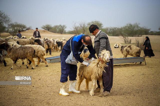 ۱۲۵ هزار راس دام سبزوار علیه بیماری تب برفکی واکسینه شدند