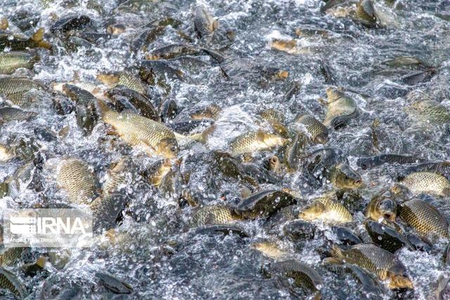 فراخوان جذب طرح‌های فناورانه سرمایه‌گذاری و تجاری‌سازی صنعت شیلات منتشر شد