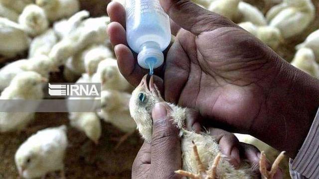 پایش بیماری آنفلوآنزای فوق حاد پرندگان در استان مرکزی تشدید شد