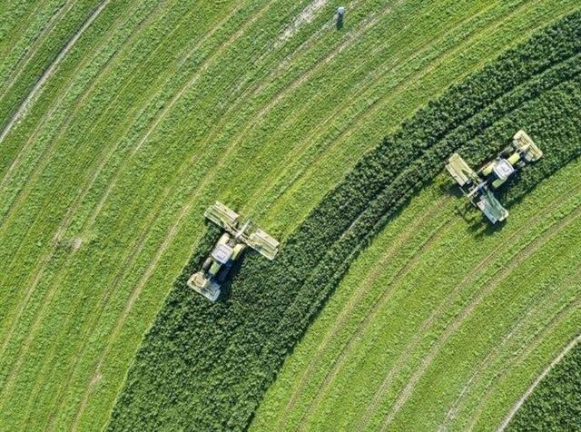 پرواز ۵۰ هزار تن بذر بر فراز دشت‌های فارس؛ نقشه جامع جهش تولید گندم