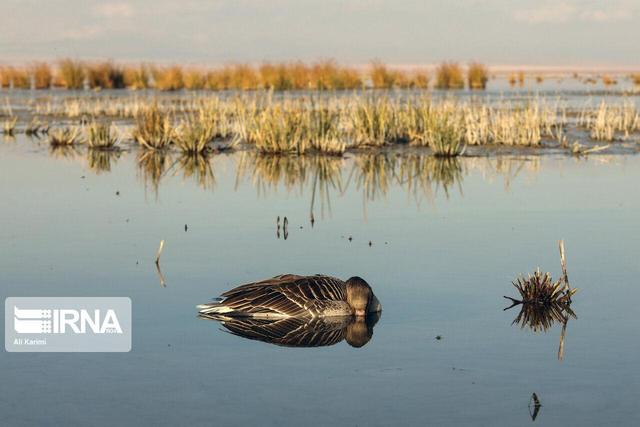 آغاز پایش منابع آبی شیروان برای مقابله با آنفلوآنزای فوق‌حاد پرندگان