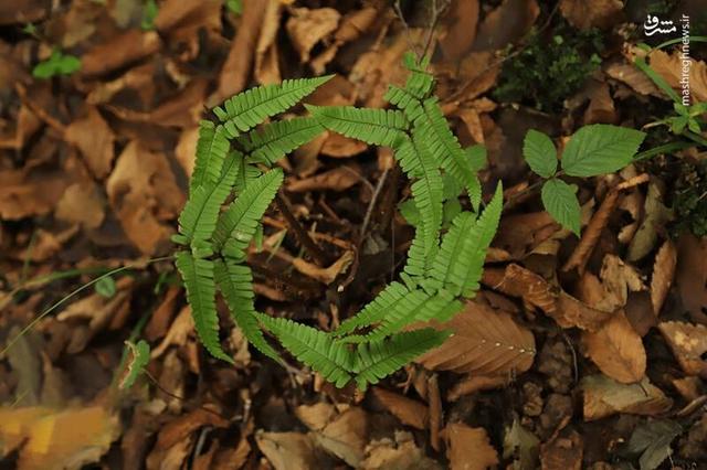 عکس/ پاییز جنگل‌های هیرکانی