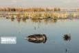 آغاز پایش منابع آبی شیروان برای مقابله با آنفلوآنزای فوق‌حاد پرندگان