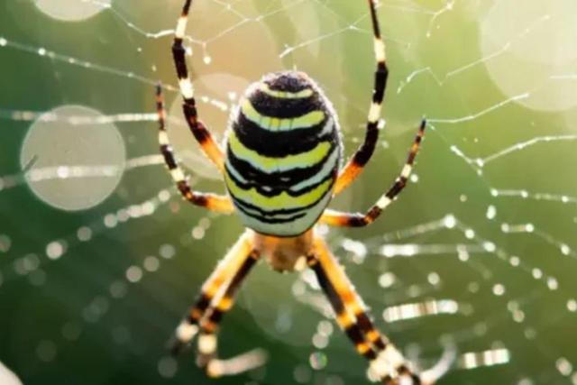 کشف بزرگ‌ترین تار عنکبوت جهان در مرز آلبانی و یونان