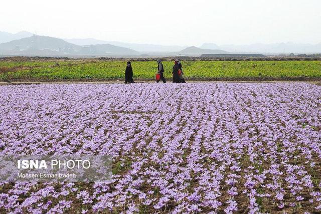 تربت‌حیدریه؛ مقصد جدید گردشگری زعفران در ایران