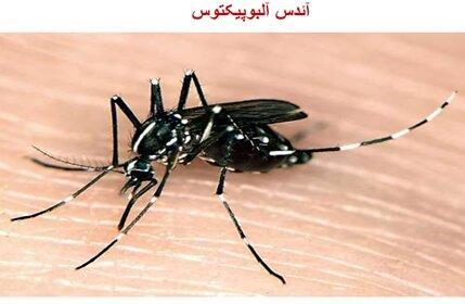  خطری که در سایه گلدان‌ها کمین کرده/ هشدار جدی مسئول بهداشت گلستان درباره پشه آئدس