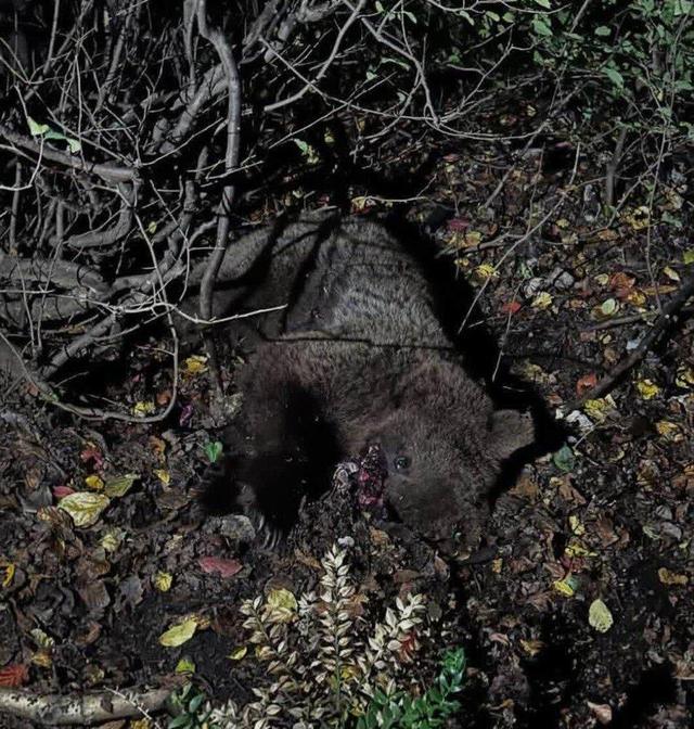 خرس قهوه‌ای در برخورد با قطار جان باخت