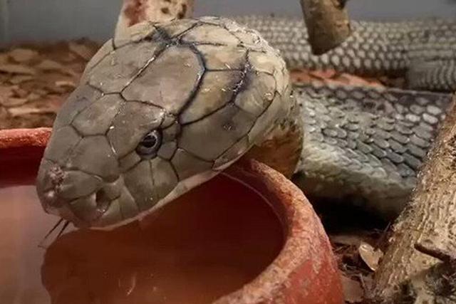 ببینید | لحظه شگفتانگیز آب خوردن مار از نمای نزدیک