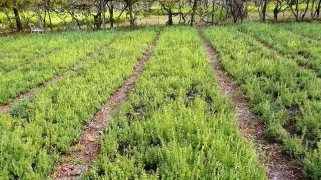 اینجا شهر ترخون ایران است | ماجرای که گیاهی روسی در دل کویر ایران