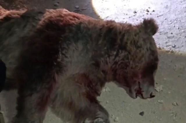 تلف شدن یک قلاده خرس در برخورد با خودروی سواری در محور اسلام‌آباد غرب