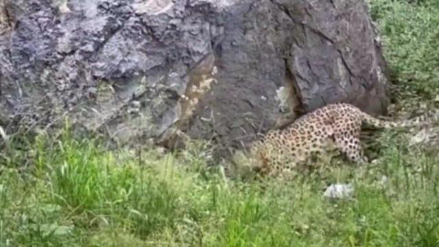 تصاویری دیدنی از حیات وحش منطقه حفاظت شده بولا در ساری