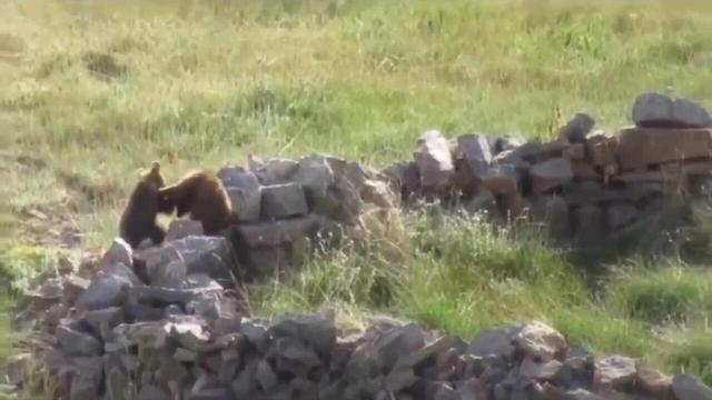 تصاویری از خرس قهوه‌ای و سه توله‌اش در ارومیه