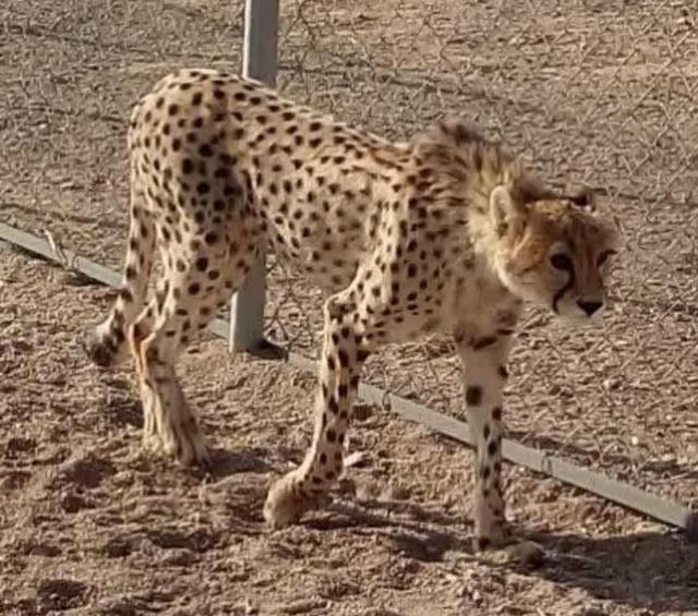 انقراض یوزپلنگ بافق؛ نابودی سرمایه‌های طبیعی جبران‌ناپذیر است