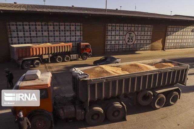 ۲۳۰۰ تن جو یارانه‌ای در کهگیلویه و بویراحمد بین عشایر دامدار توزیع شد