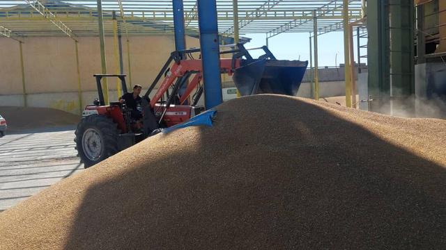 فیلم | تأمین کامل بذر مورد نیاز کشاورزان کهگیلویه