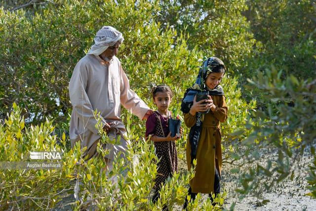 کاشت پنج هزار نهال حَرّا در روستای جهانی سهیلی جزیره قشم 
