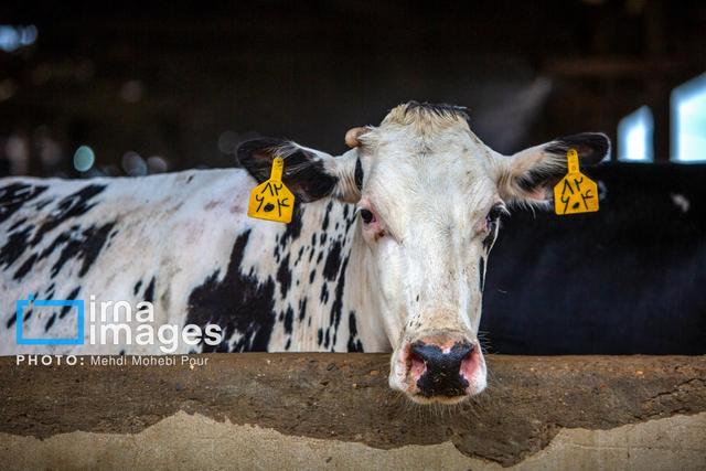 مورد مشکوک به هاری گاوی در ایجرود گزارش شد