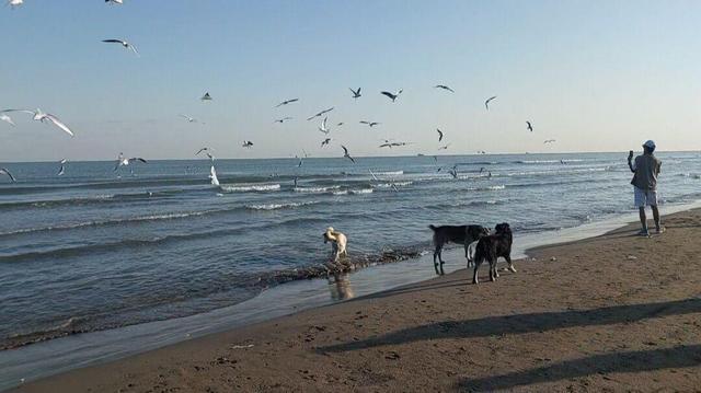 فیلم | هم‌نشینی سگ‌های ولگرد با پرندگان مهاجر در ساحل نوشهر