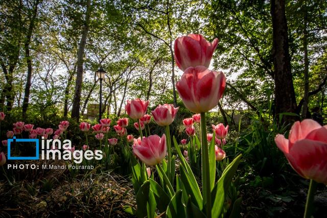 سرانه فضای سبز شهر تهران به ازای هر نفر به ۱۸.۵ مترمربع رسید