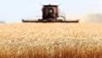 ۷۰ درصد کشت گندم در استان‌های سردسیر انجام شد